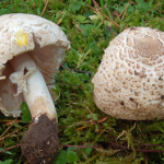 agaricus xanthoderma var lepiotoides